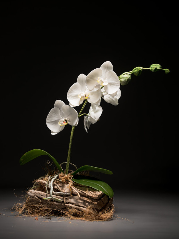 white sugar orchid